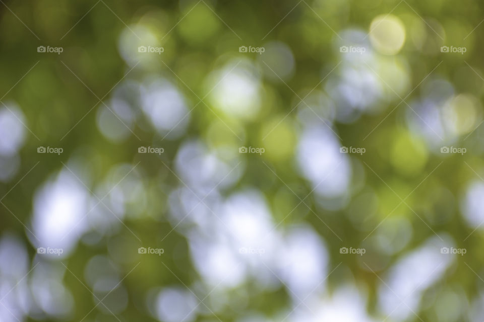 Blurry leaves and the sky Used as a background.