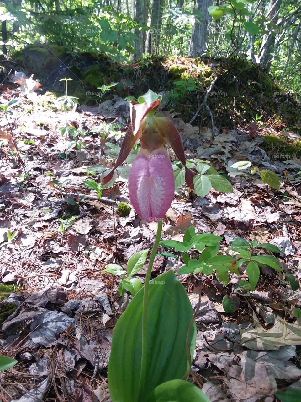 lady slipper