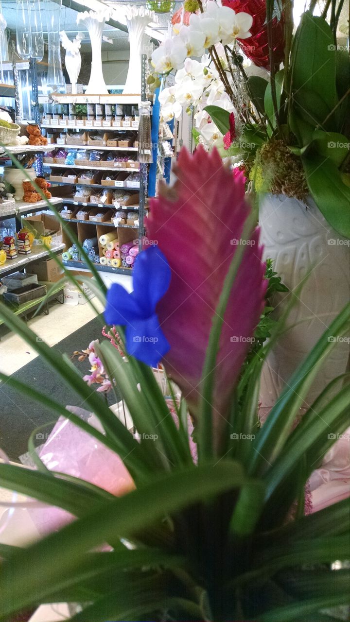 Blooming bromeliads, spider bright and beautiful 