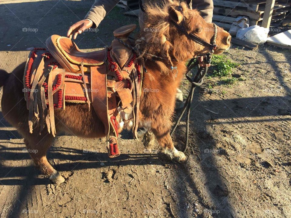 Pony with her saddle