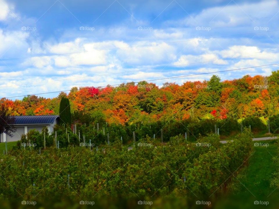 Pure Michigan in the Fall