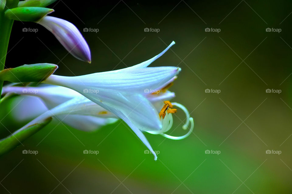 Close-up of white flower