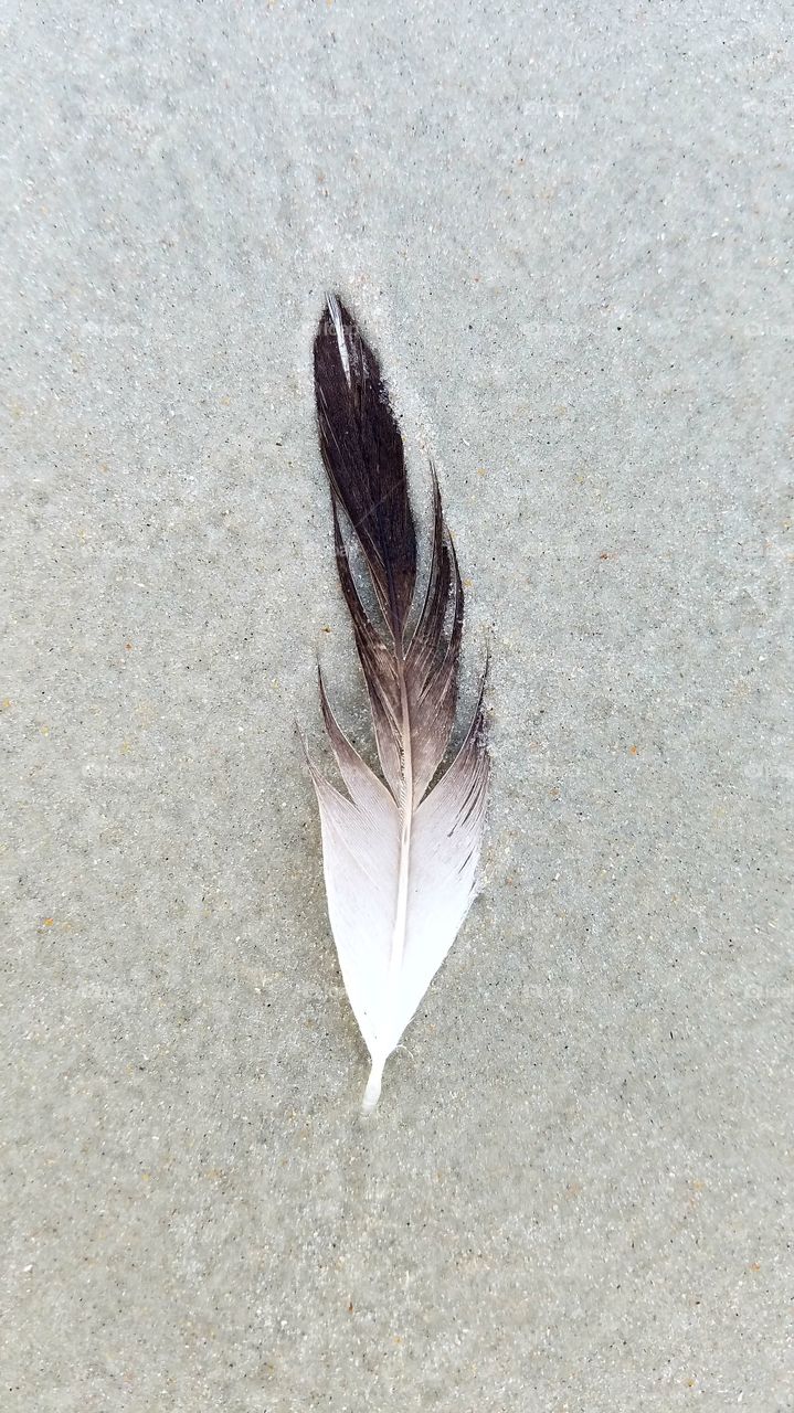 feather on