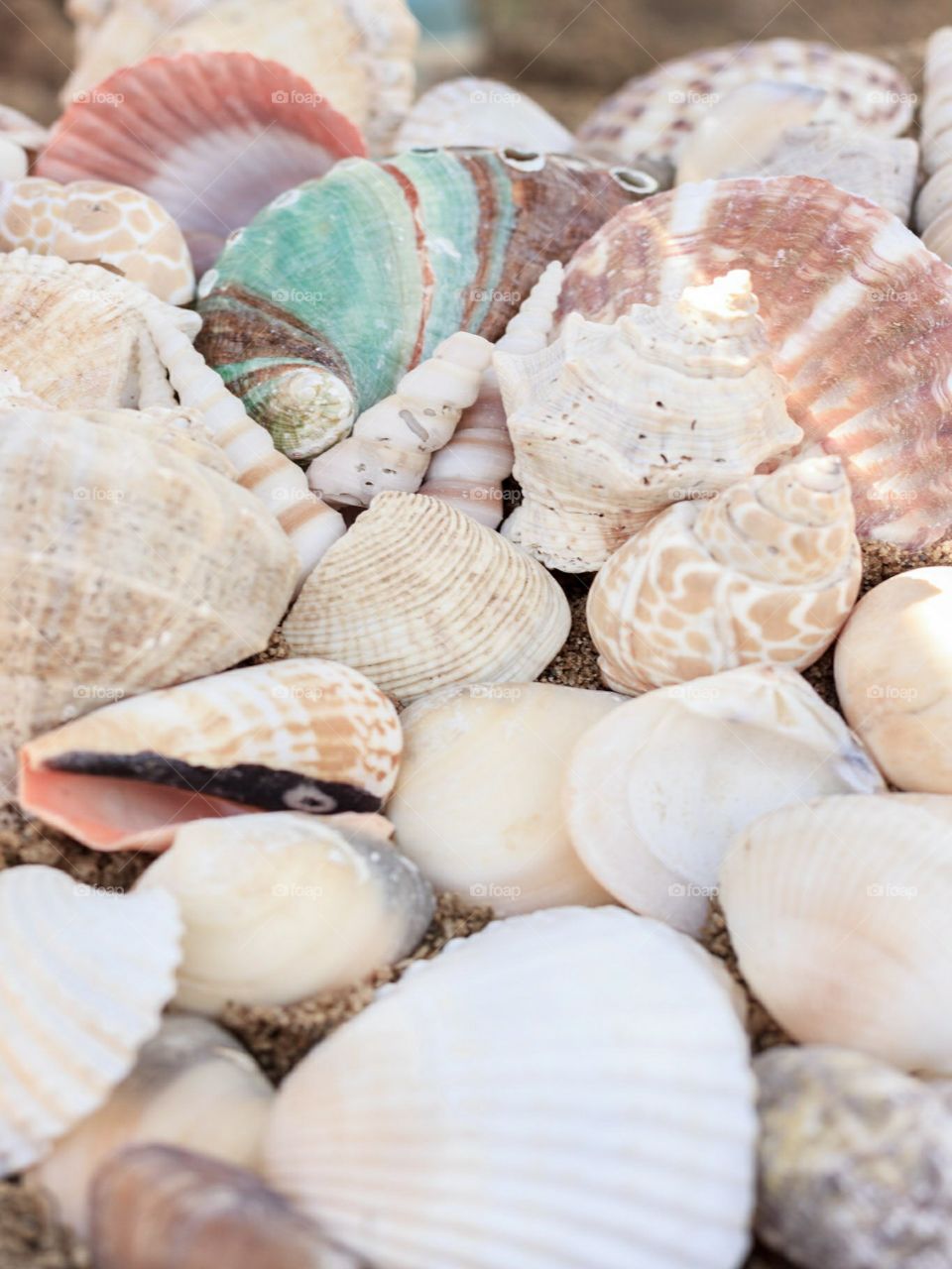 multiple seashells