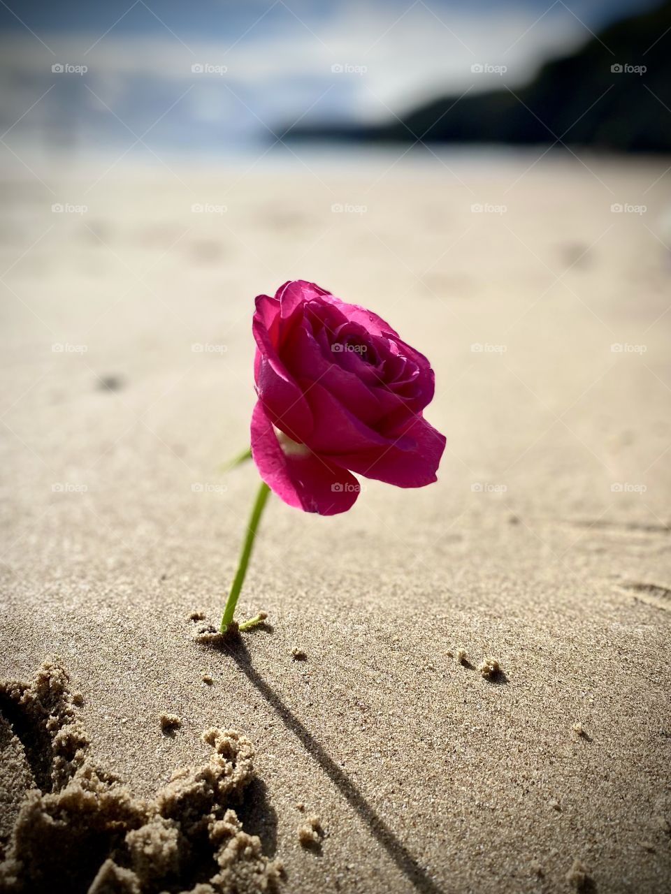 Single rose on a beach