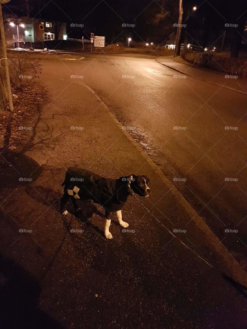 American staffordshire terrier going for a Walk at night