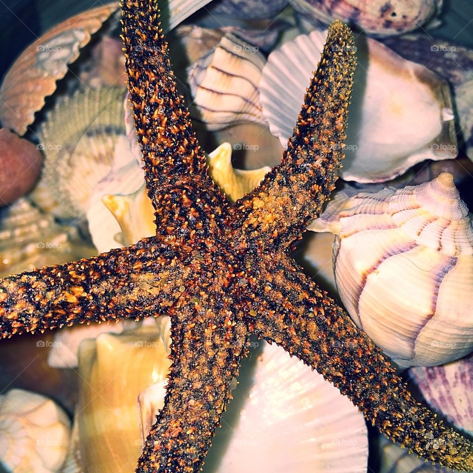 Starfish 