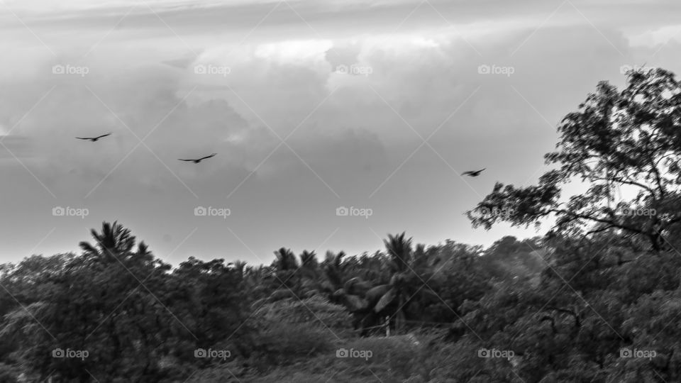 black and white scenery landscape 