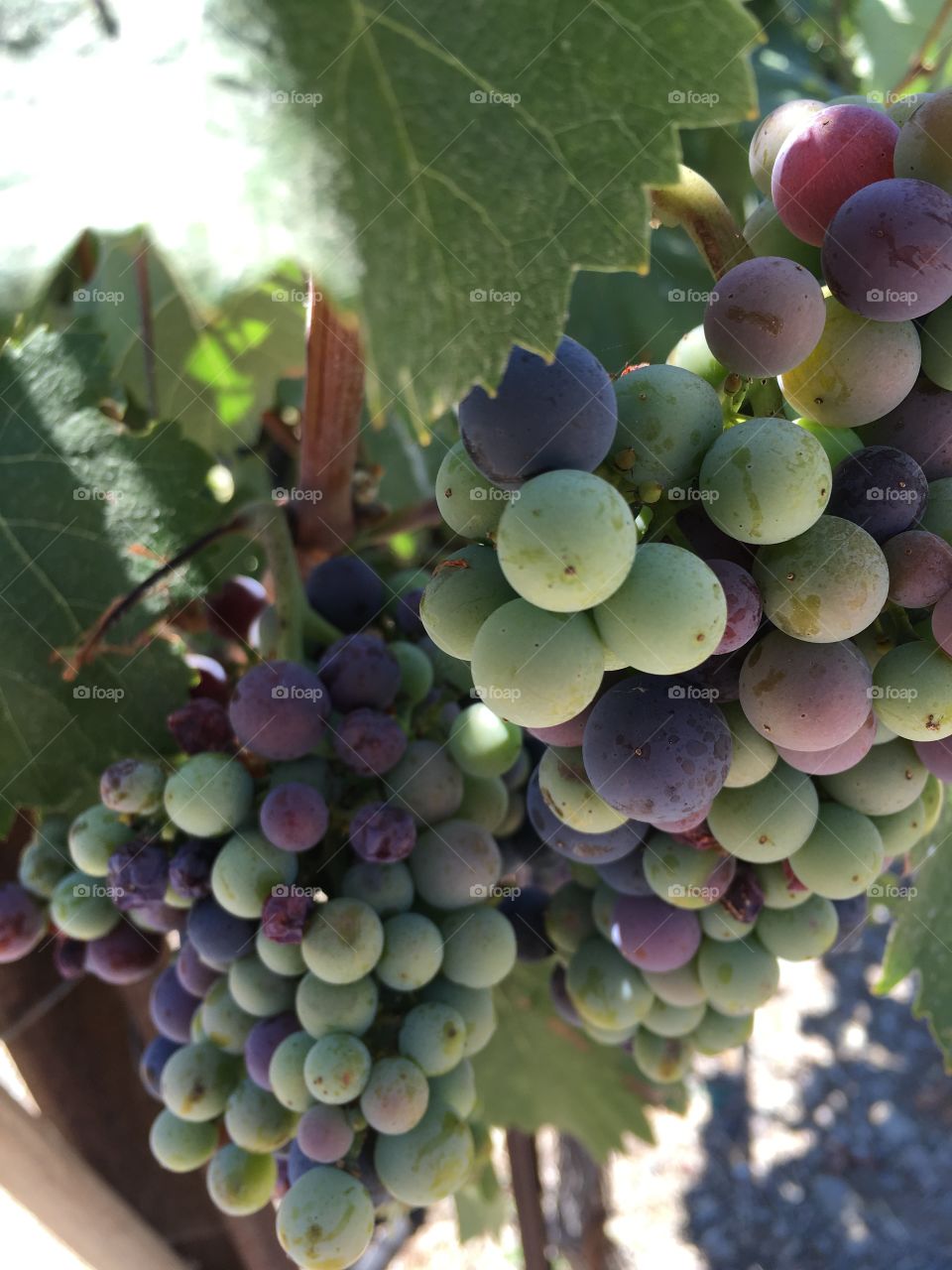 Close-up of grapes