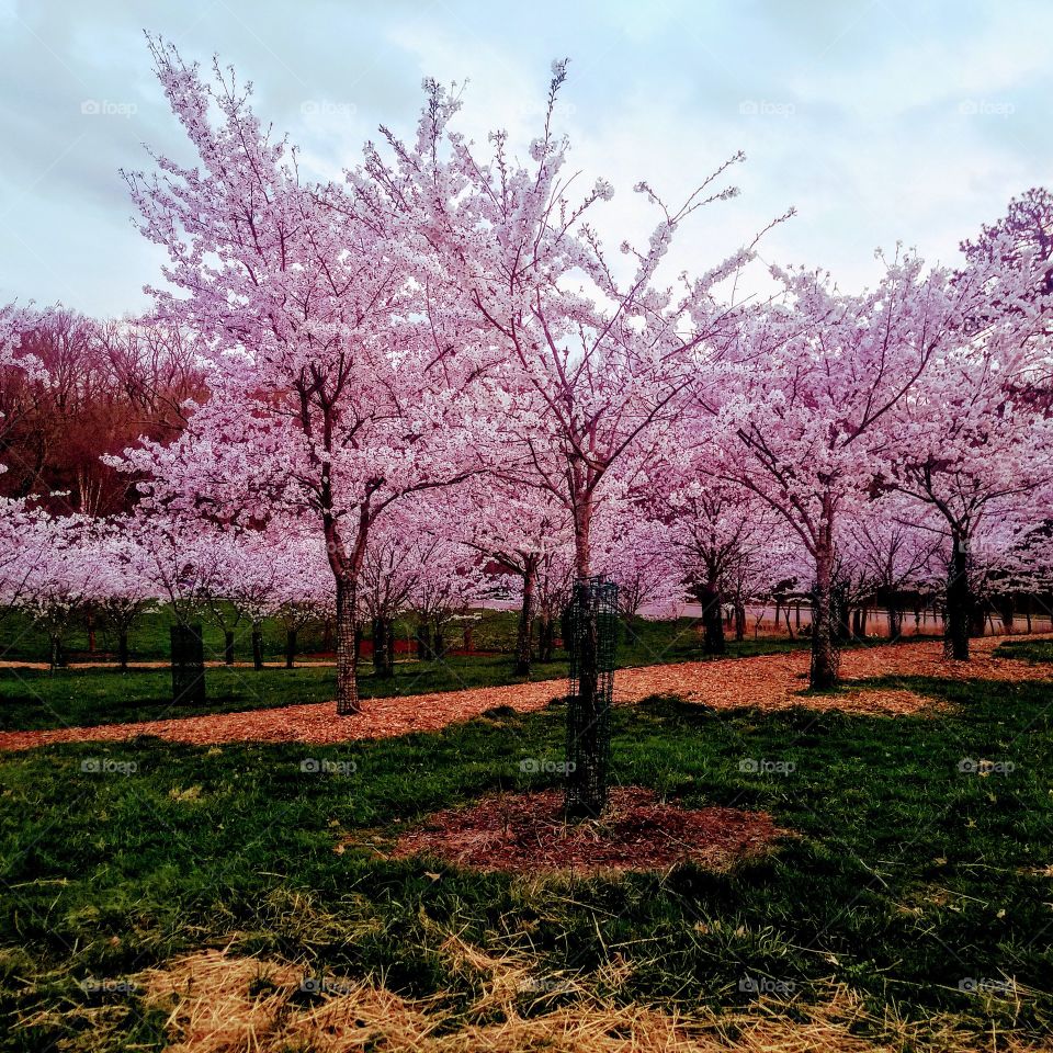 Cherry  Blossoms