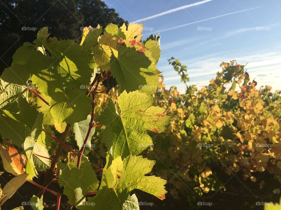 Fall vineyard, as the leaves go golden