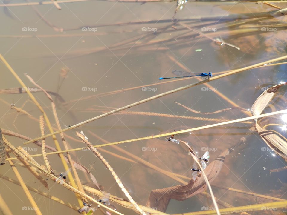 Blue Dragonfly on the river