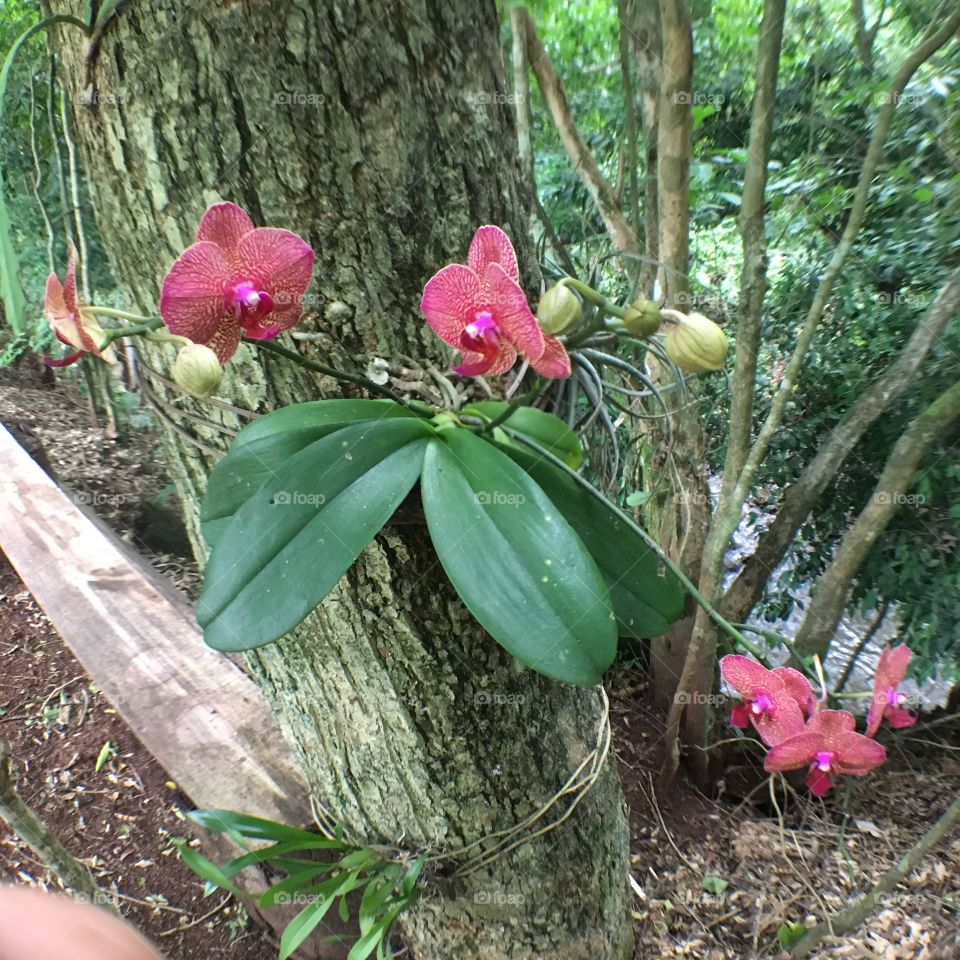 Flor orquídea no jardim 