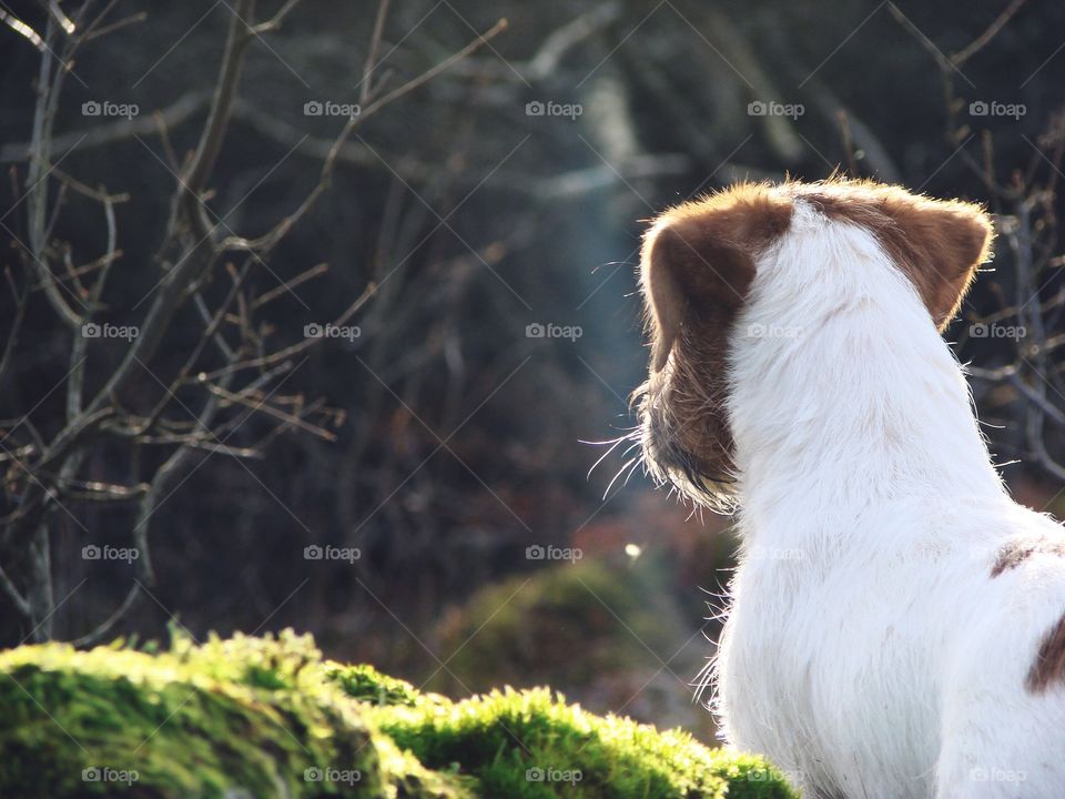 Rear view of a dog in sunlight