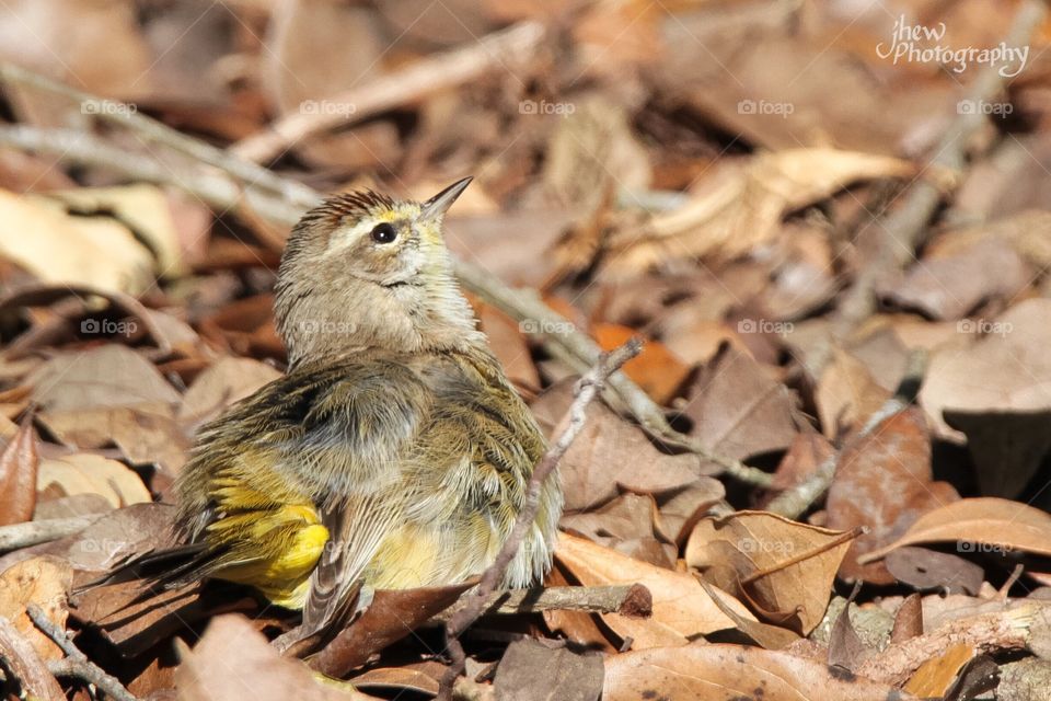 Palm Warbler