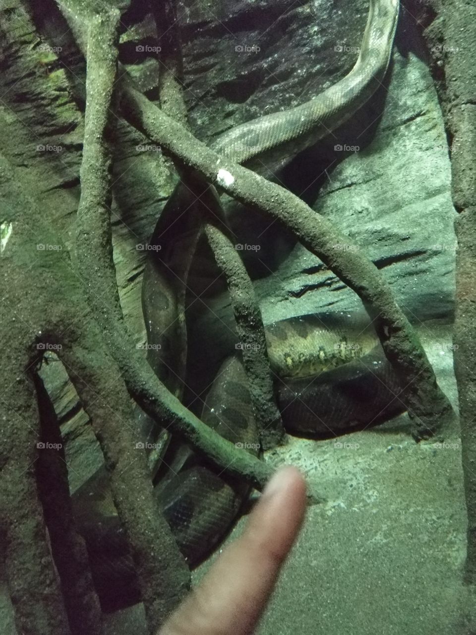 real anaconda