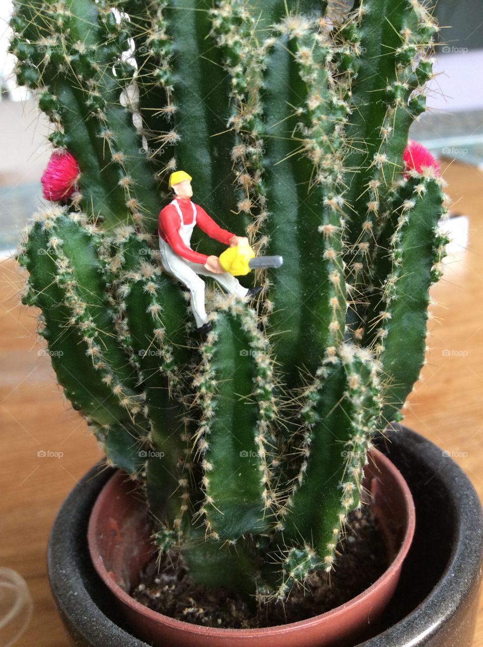 Climbing the cactus