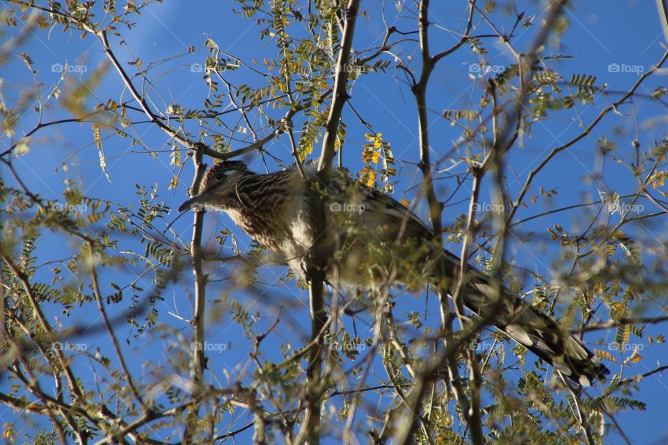 Roadrunner in a Tree