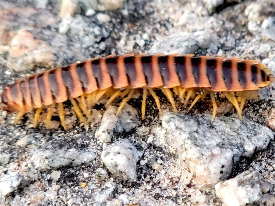 Millipede