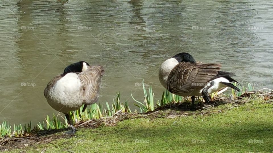 Canada Geese relaxing