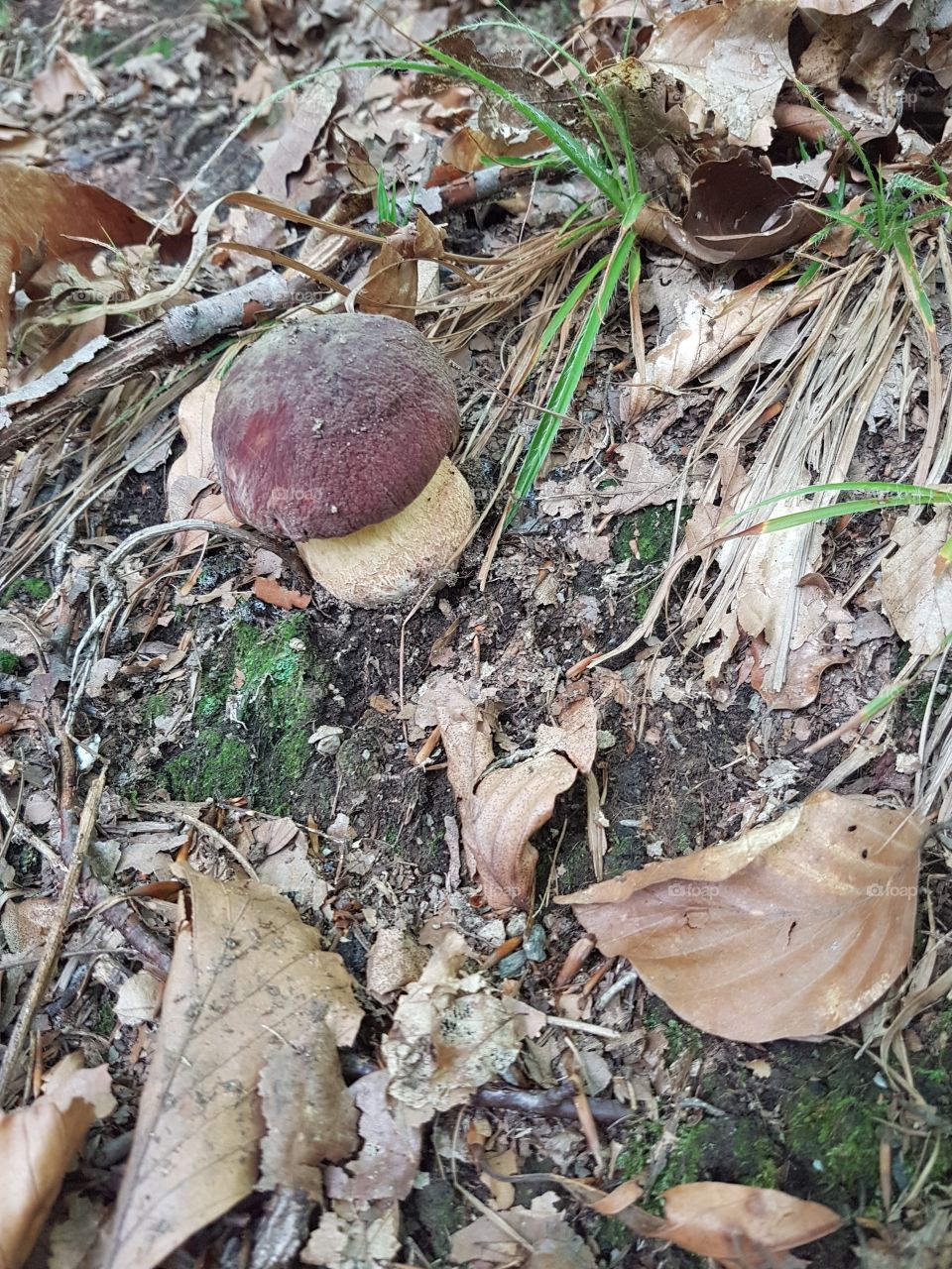 Mushroom in the woods