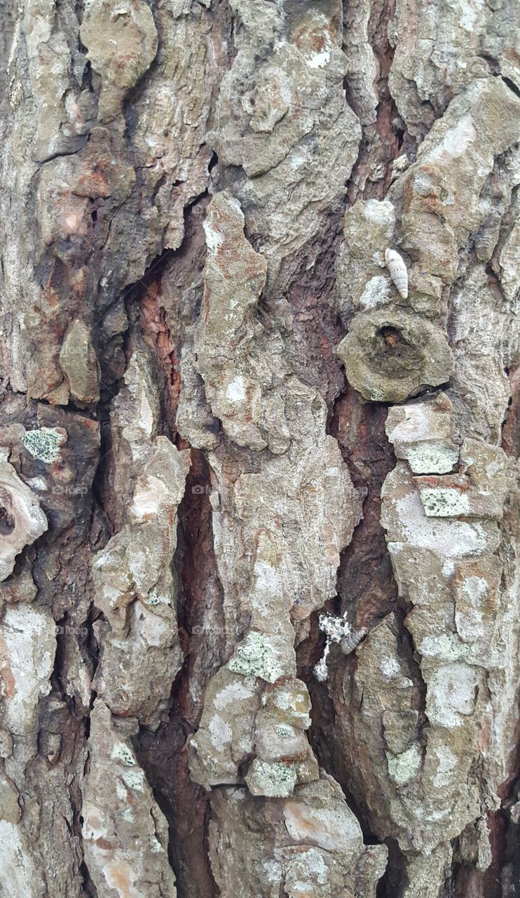 grey bark lineaments