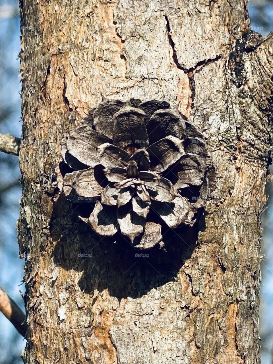 Closeup of a pine cone growing out of a tree 