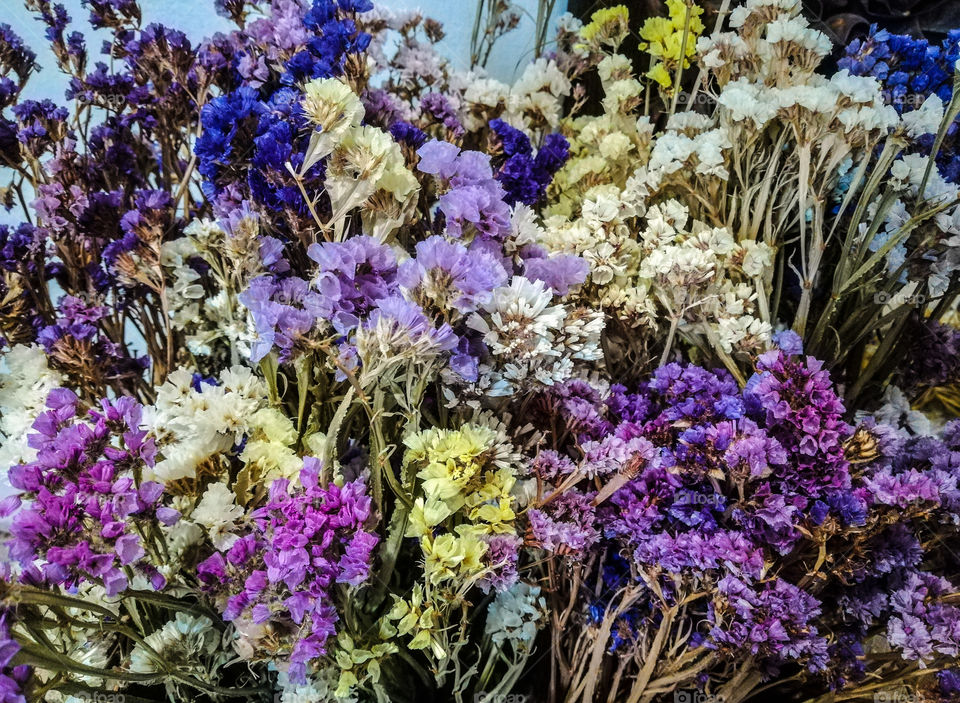 beautiful colorful herbarium flowers