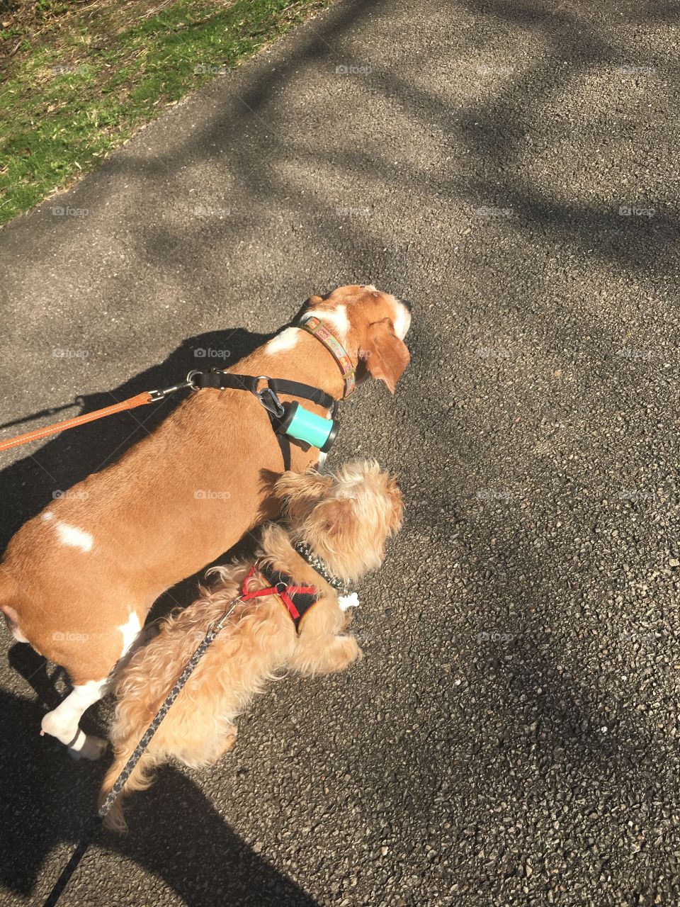 Walking the dogs