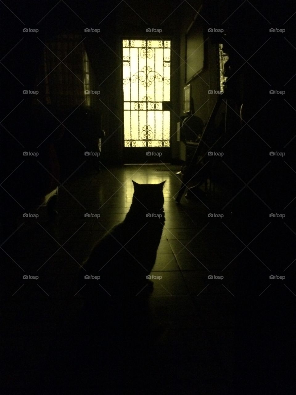 Cat silhouette in front of the door