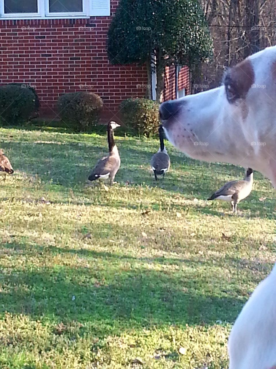 Dog watching ducks