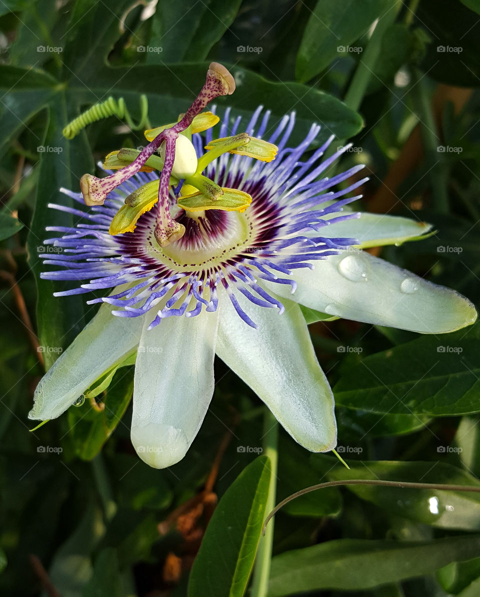 Close-up of water drop on passion flower