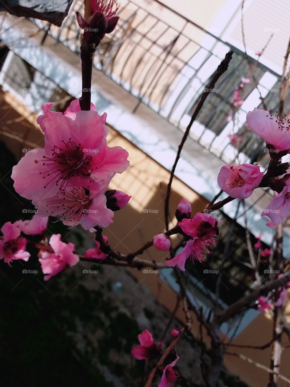 peach tree, ready to blow!🍑