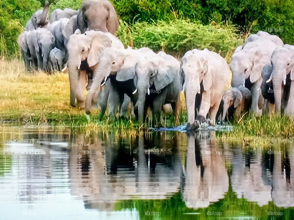 herd of elephants