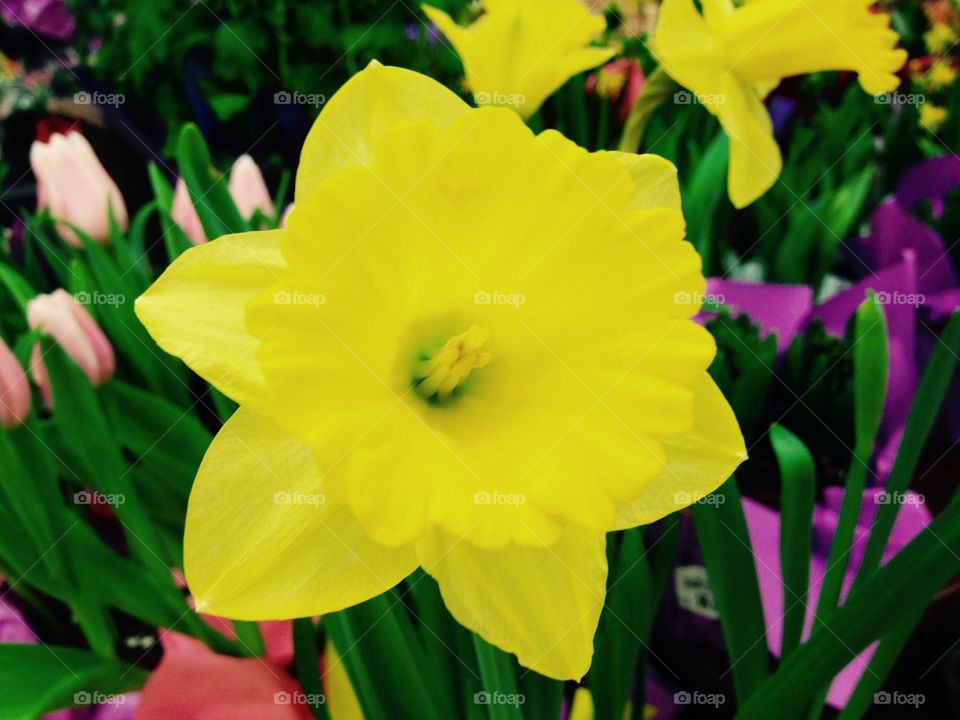 Winter daffodils 