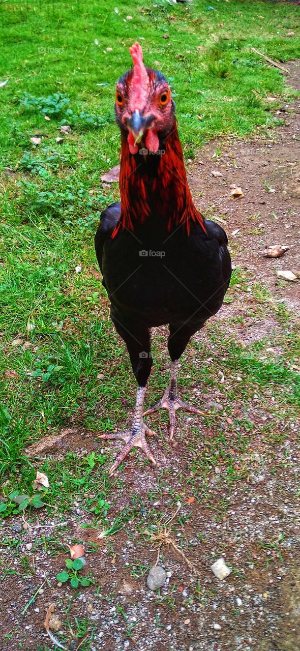 The rooster is looking for food around the grass