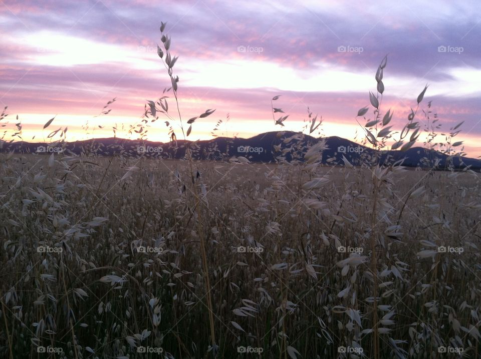Wheat sunset. Wheat field at sunset in Hayden, Idaho.