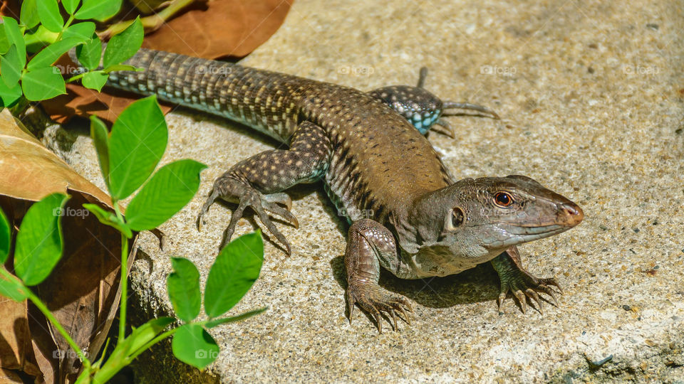 Puerto Rico Ground Lizard - Ameiva Exsul