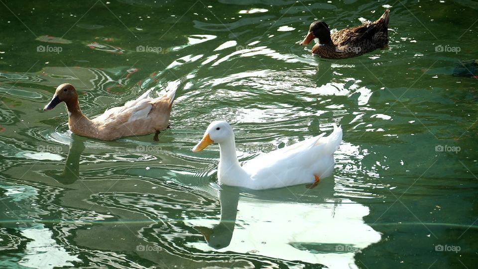 duck swimming around