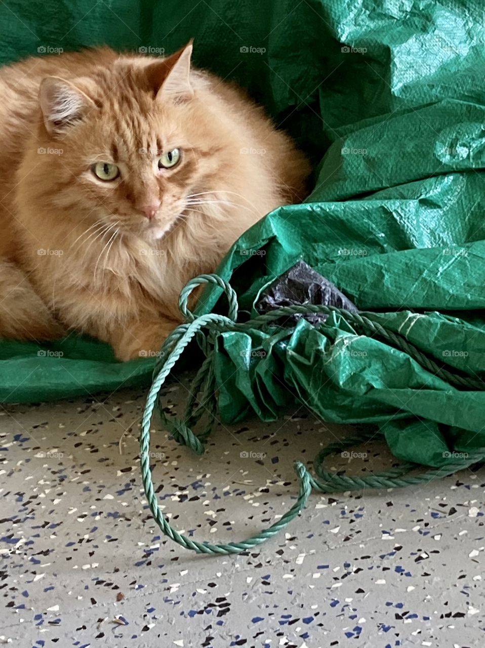 Orange cat on green tarp