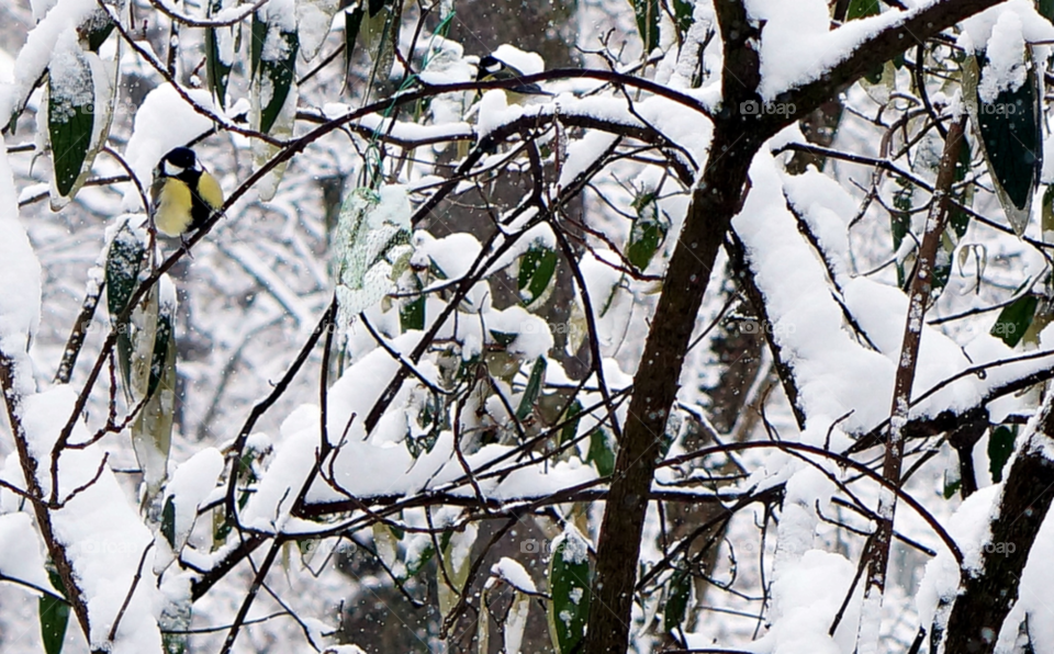 snow winter tree tit by lexlebeur