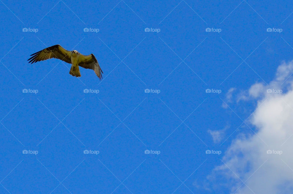 Bird's-eye View ( Series )