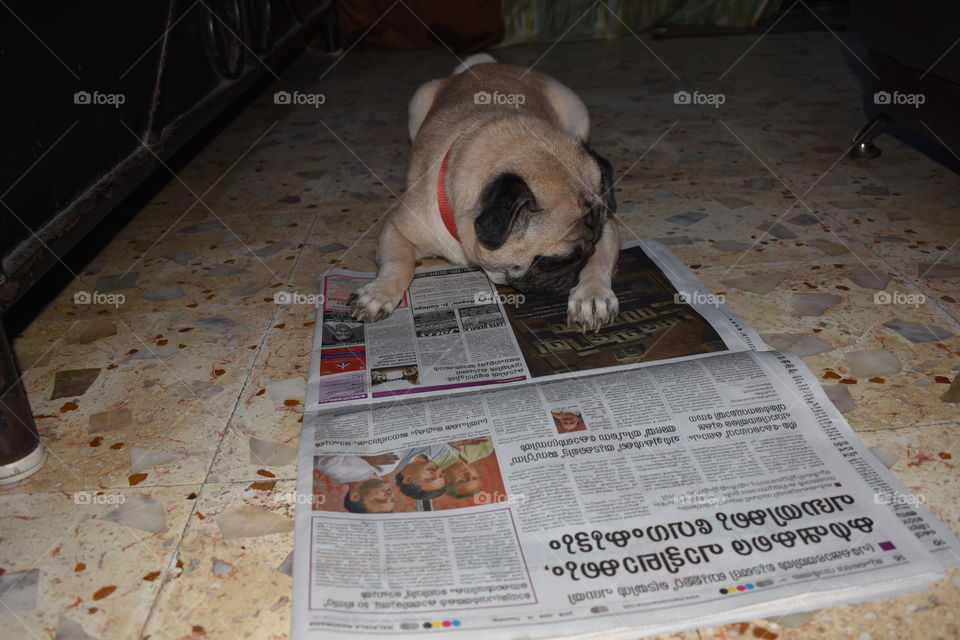 Pug dog reading newspaper from Mumbai India