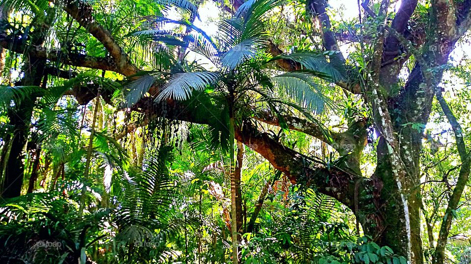 PALMITO ÁRVORES