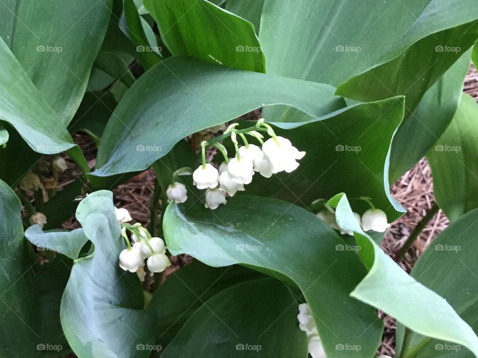 Lily of the valley