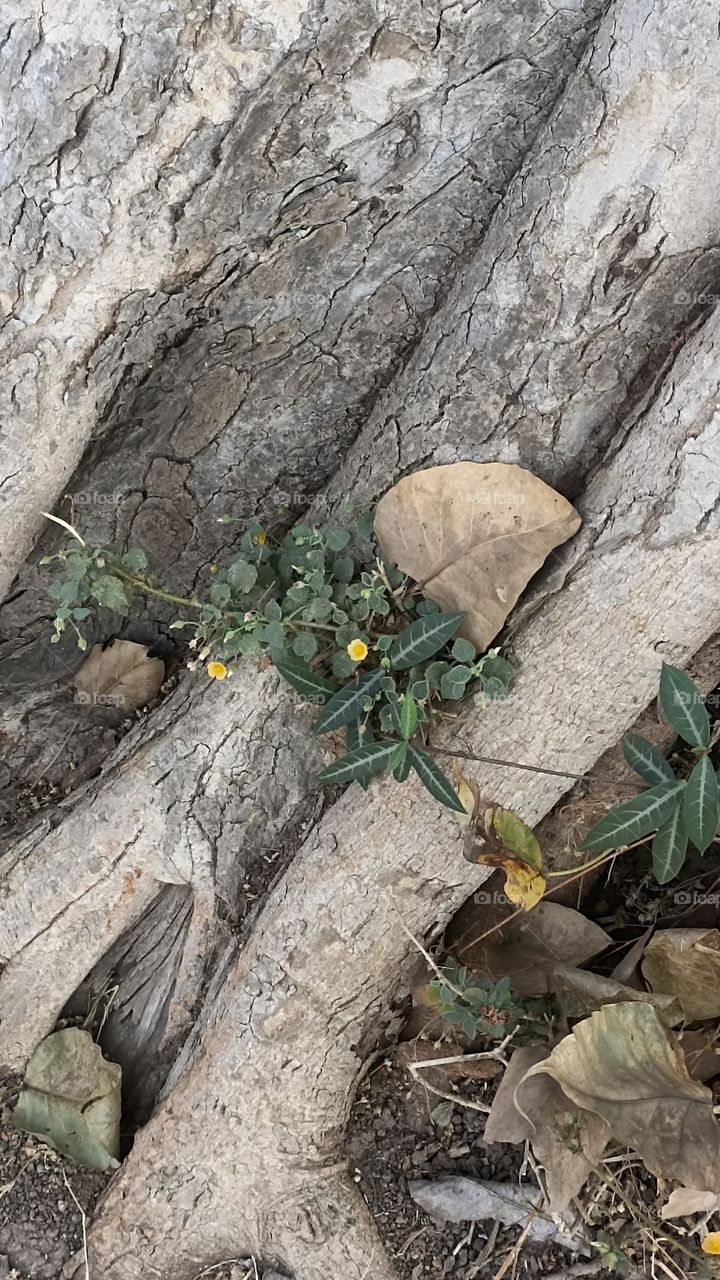 yellow tiny beauty on the feet of twenty years old tree