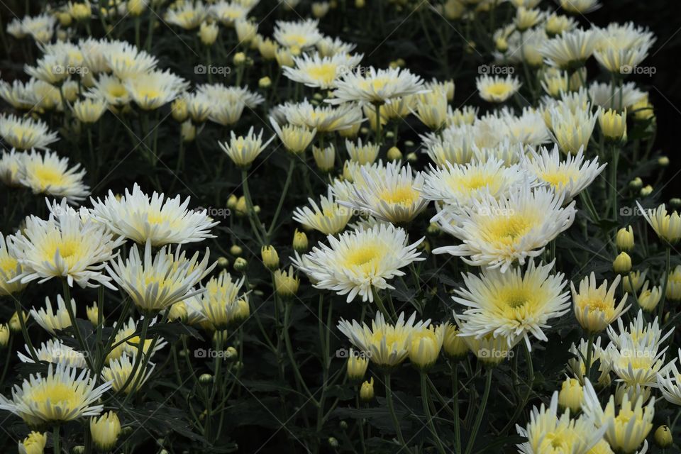 white flower,  krisan flower,  nature flower