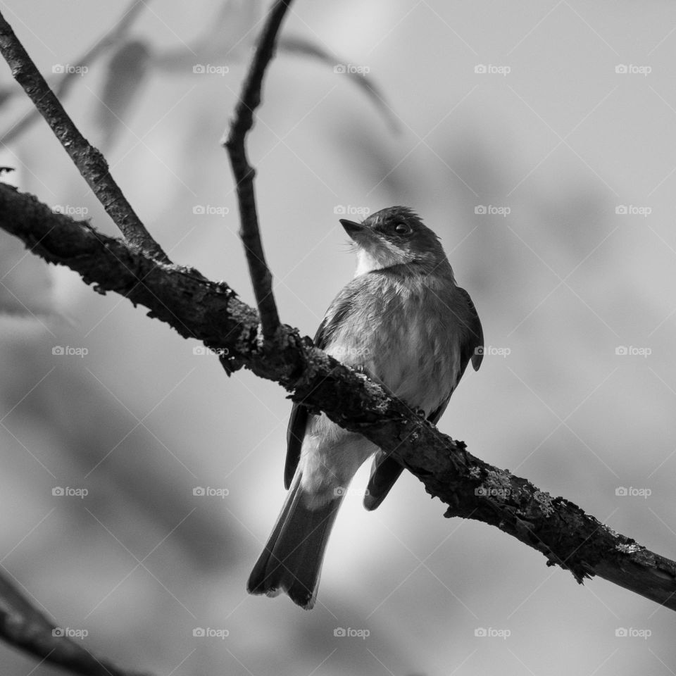A bird on a tree branch