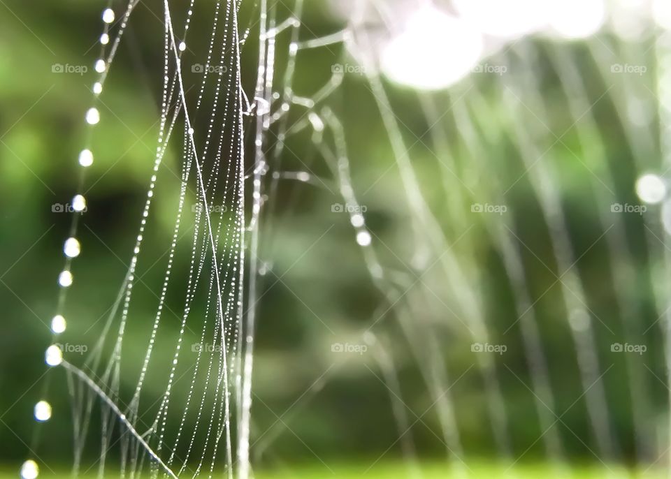 close up spider web with dew drops