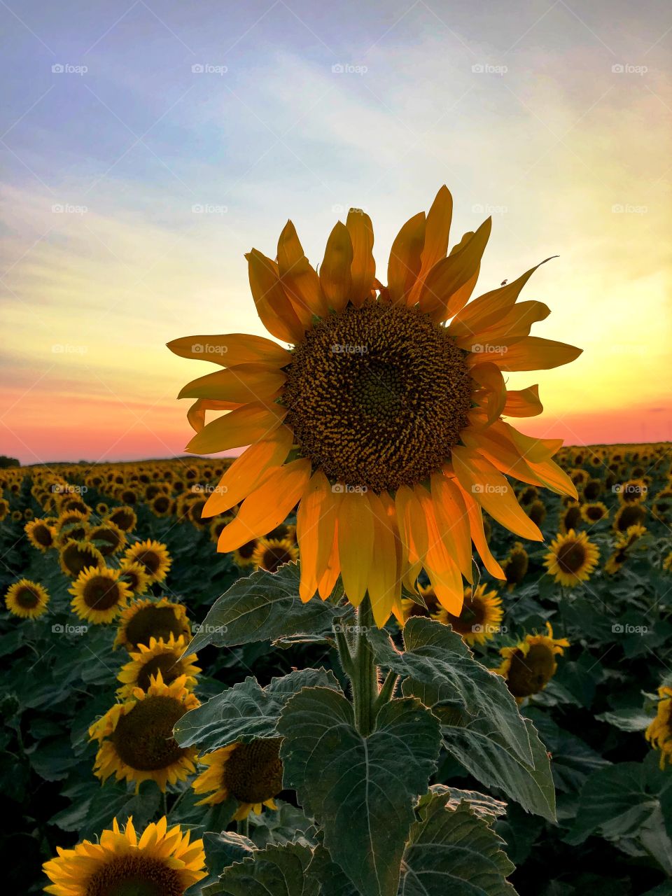 Sunflower sunset